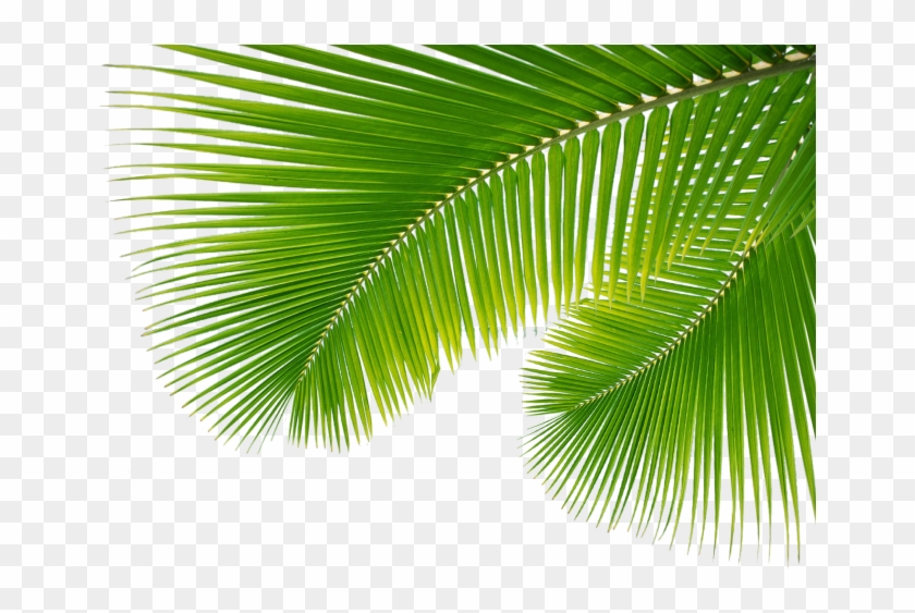 Palm Leaves Png Palm Leaves With Png Tropical Trees - Palms From Palm Sunday #1006256
