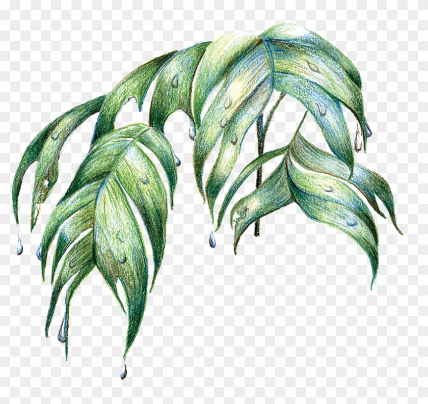 Rainforest Palm Leaves By Jacquelyn E - Rainforest Leaves Png #1006272