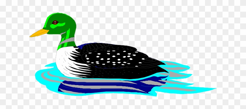 Feathers Water, Bird, Swimming, Wings, Loon, Animal, - Clip Art #1006304