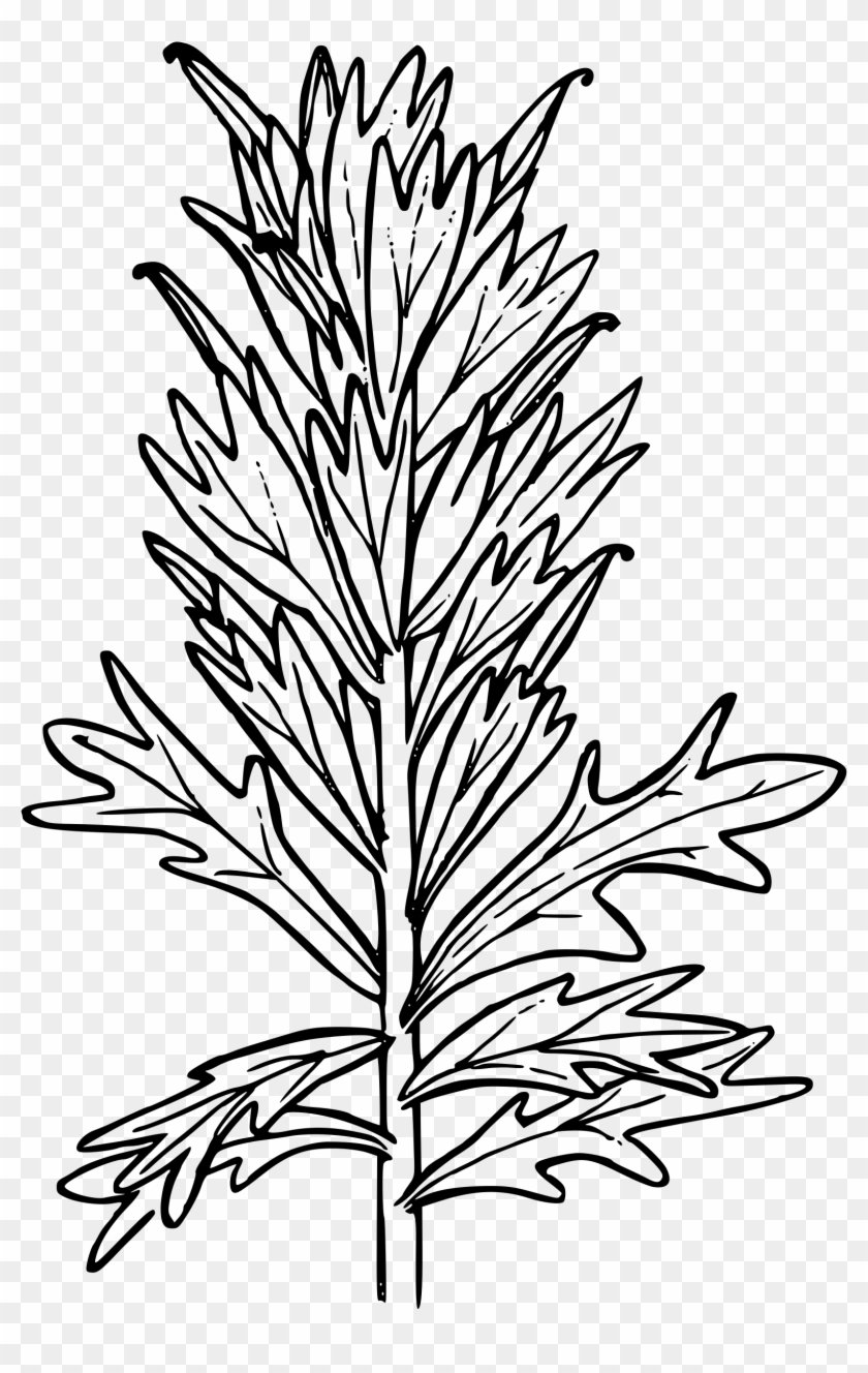 Big Image - Indian Paintbrush Coloring Page #1006417