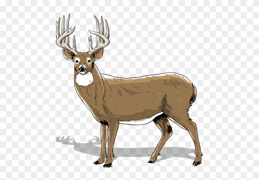 Dear Clipart Deer Hunting - 2 Year Old Whitetail Deer #1006467