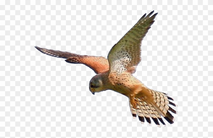 Kestrel Clipart - - Irish Birds Of Prey #1006685