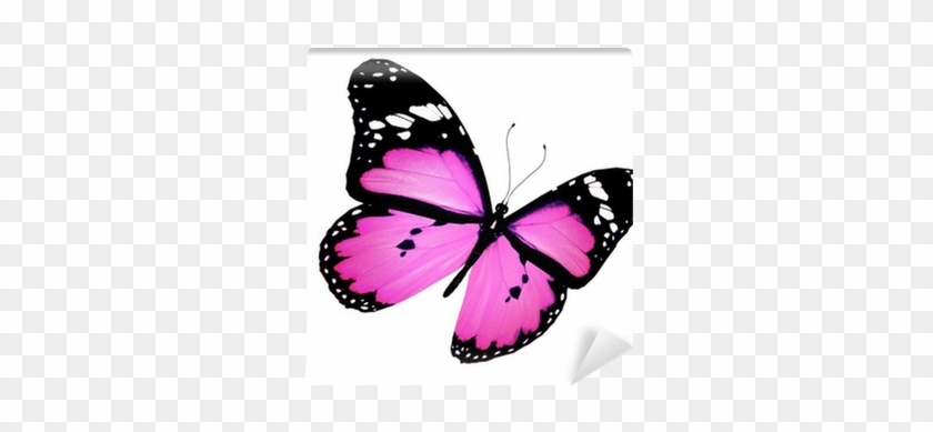 Pink Butterfly Flying, Isolated On White Wall Mural - Roze Vlinders #1007170