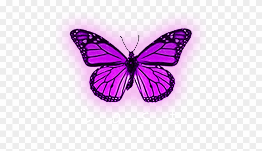 Monarch Butterfly #1007200