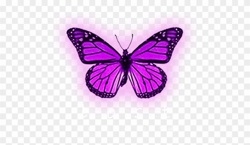 Monarch Butterfly #1007200