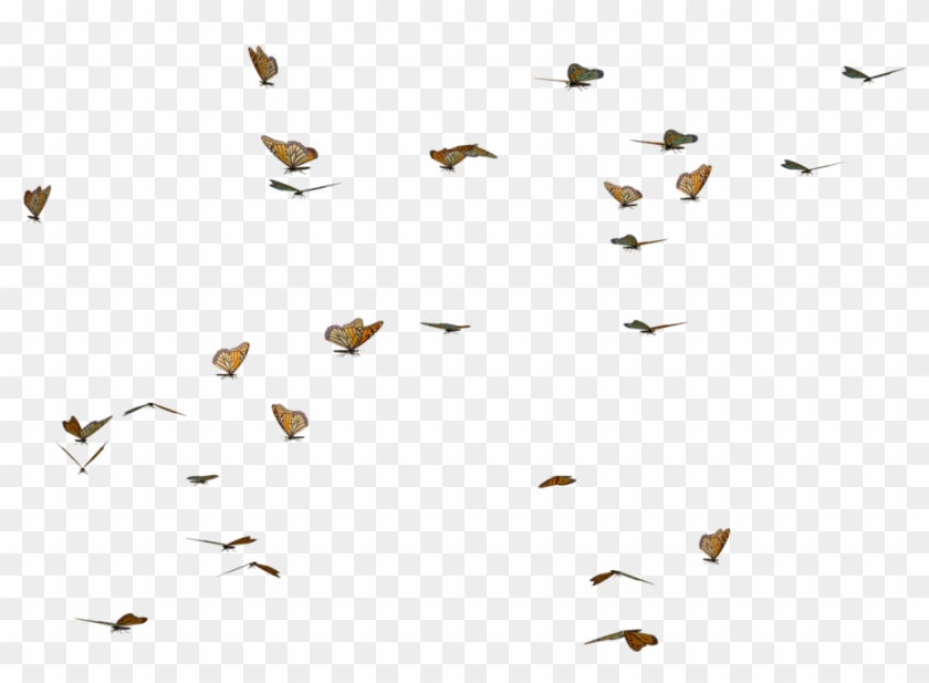 Cute Butterflies - Butterfly #1007240