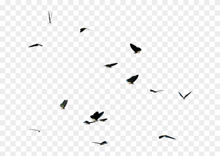 Butterflies Swarm Png Clipart - Flock #1007245