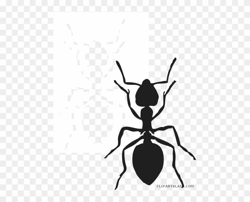 Black And White Ants Animal Free Black White Clipart - Ant Clip Art Black And White Ant #1007279