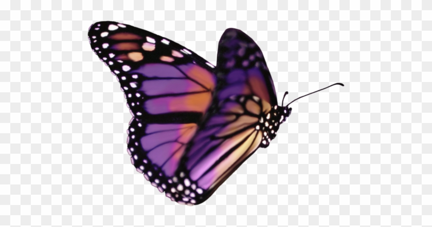 Png Kelebek Resimleri, Butterfly Png İmages, Kelebek - Transparent Background Butterfly Gif #1007320