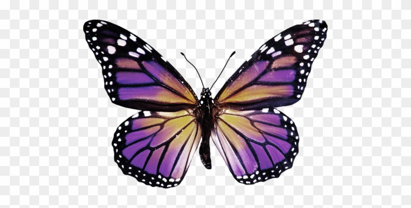 Png Kelebek Resimleri, Butterfly Png İmages, Kelebek - Monarch Butterfly Stylized #1007321