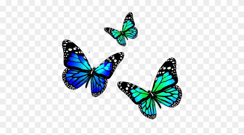 Three Butterflies - Butterfly In Blue Colour #1007342
