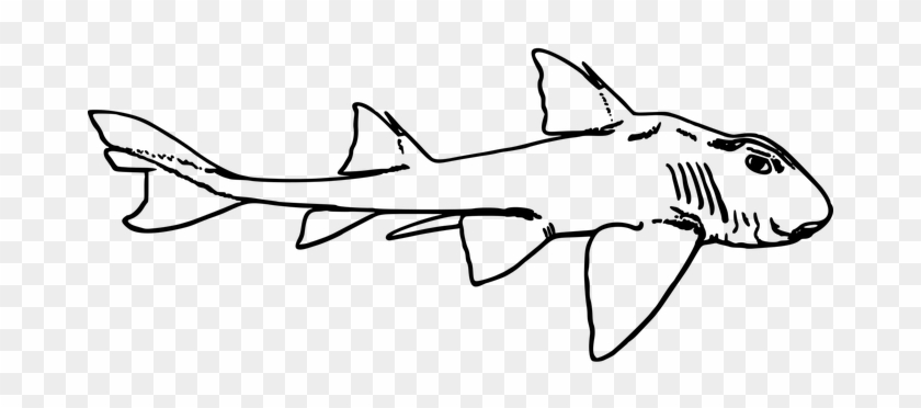 Animal, Fish, Ocean, Sea, Shark - Port Jackson Shark Drawing #1007358