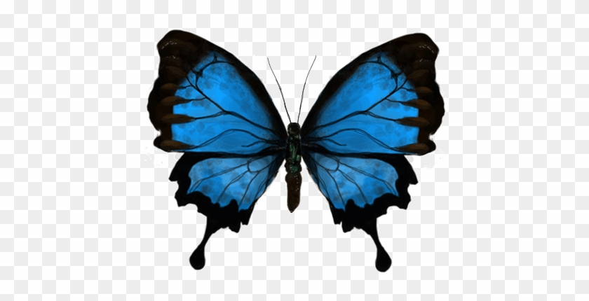 Com Beautiuful Butterfly Gif Images - Gif Of A Butterfly #1007379