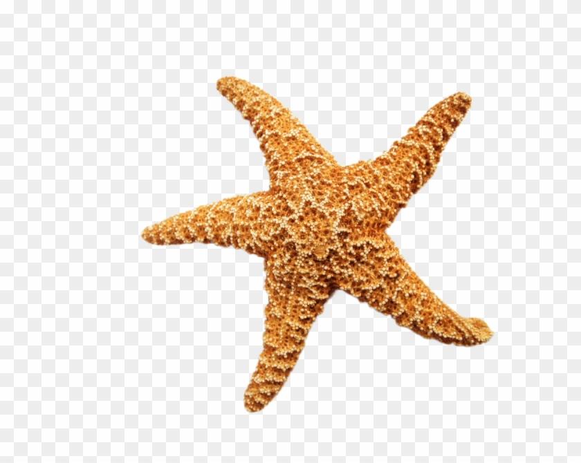 Starfish Png Transpa Images Free Clip Art Carwad Net - Advances In Natural Products Discovery #1007739