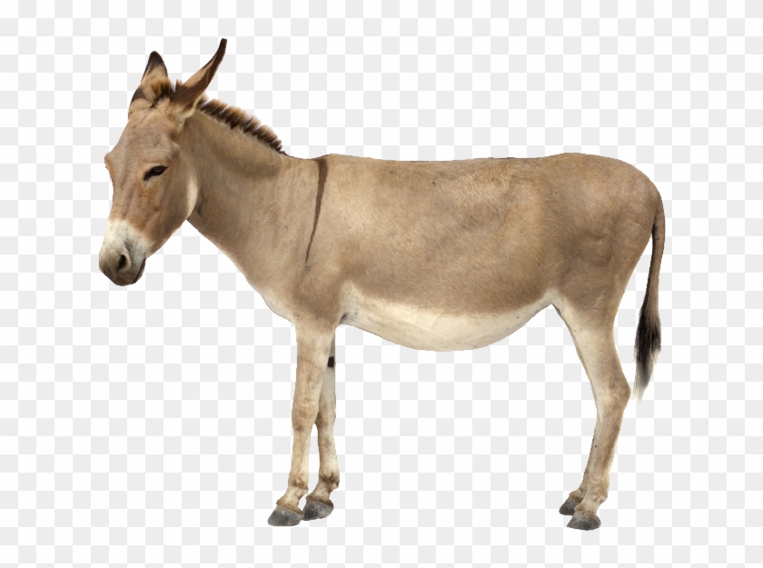 Donkey Icon Clipart - Donkey Png #1007837