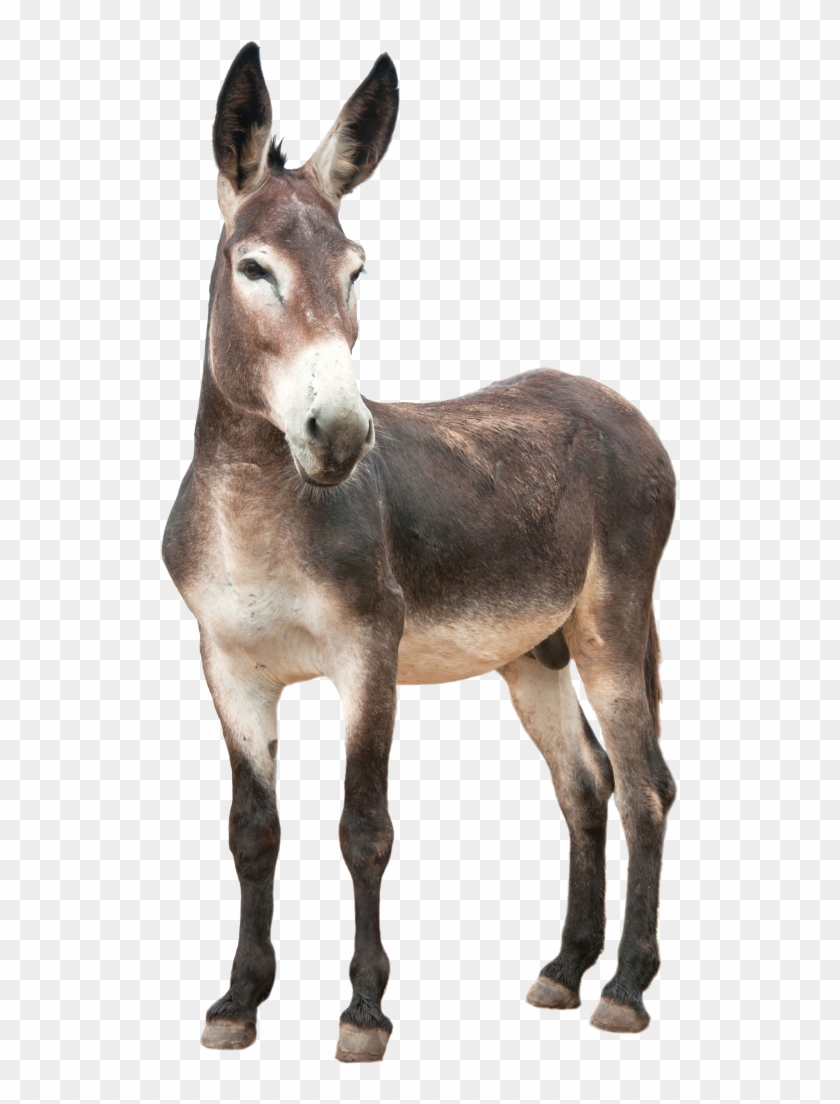 Donkey Free Png Transparent Background Images Free - Donkey Png #1007851