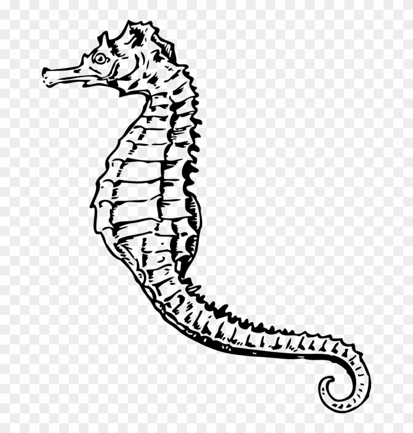 Pin Seahorse Clipart Black And White - Sea Horse Clip Art #1007903