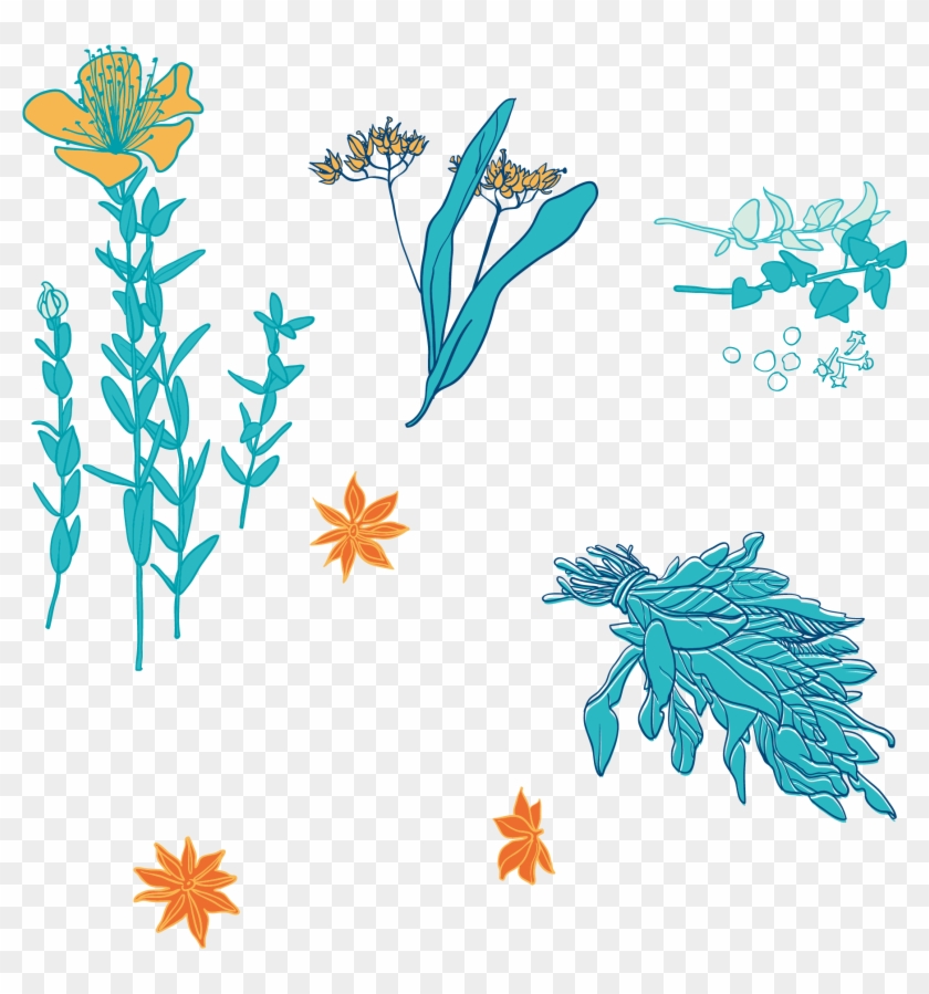 Chinese Herbology Clip Art - Vector Graphics #1008162
