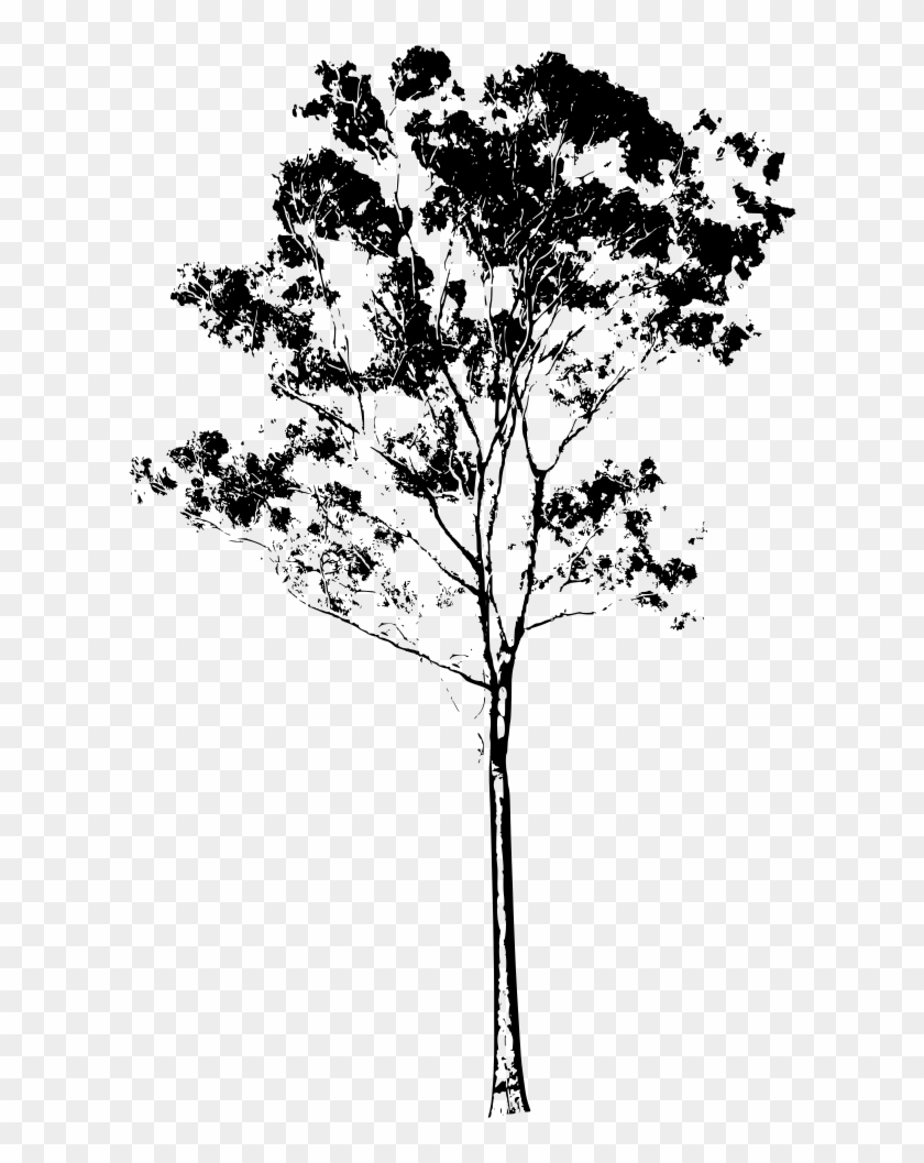 Gum Tree Clipart Eucalyptus Gum Tree Silhouette Australia - Gum Tree Silhouette #1008277