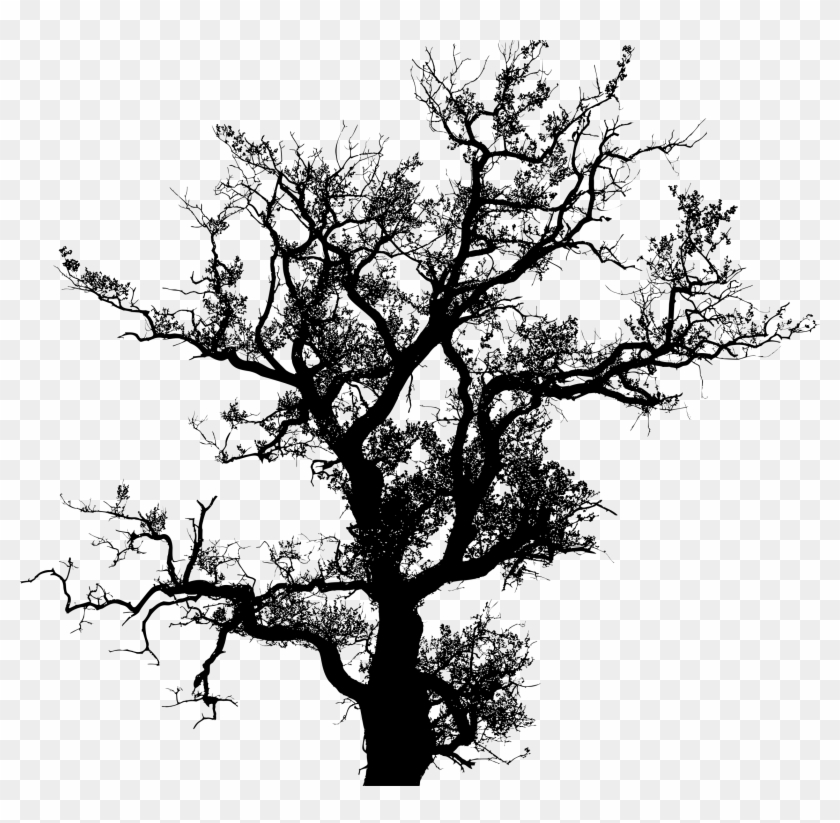 Free Stock Photo Of Old Tree Silhouette Vector Clipart - Tree Silhouette Vector Png #1008288