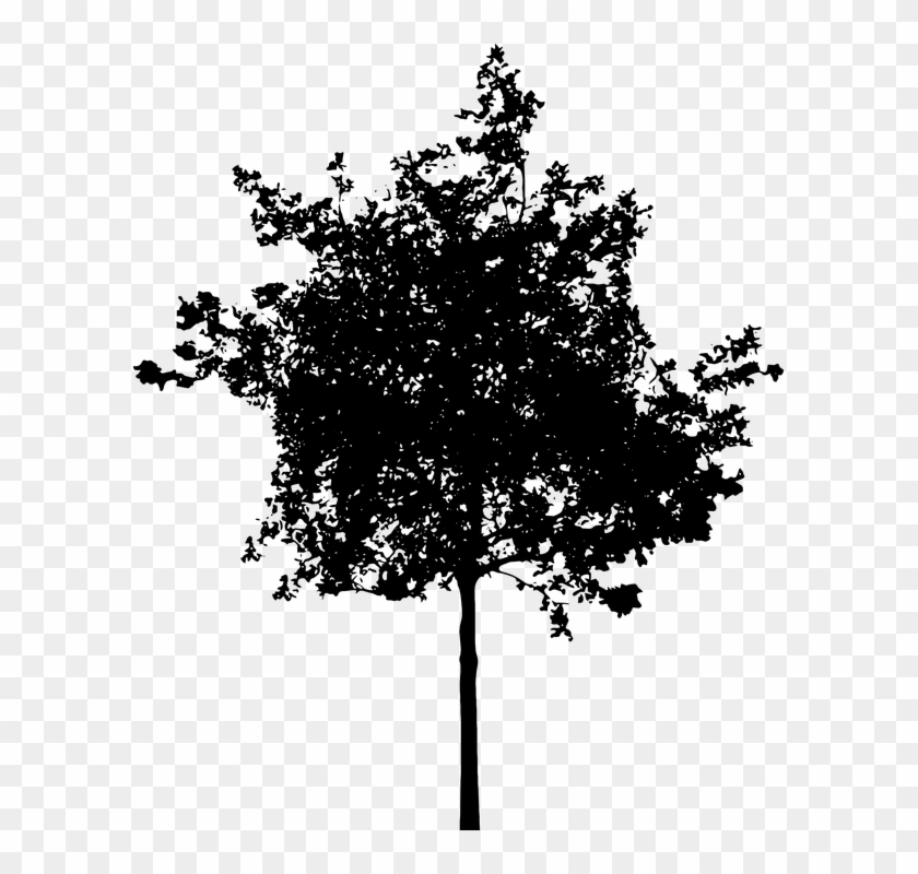 Oak Tree Graphic 11, Buy Clip Art - Tree Silhouette Vector Png #1008290