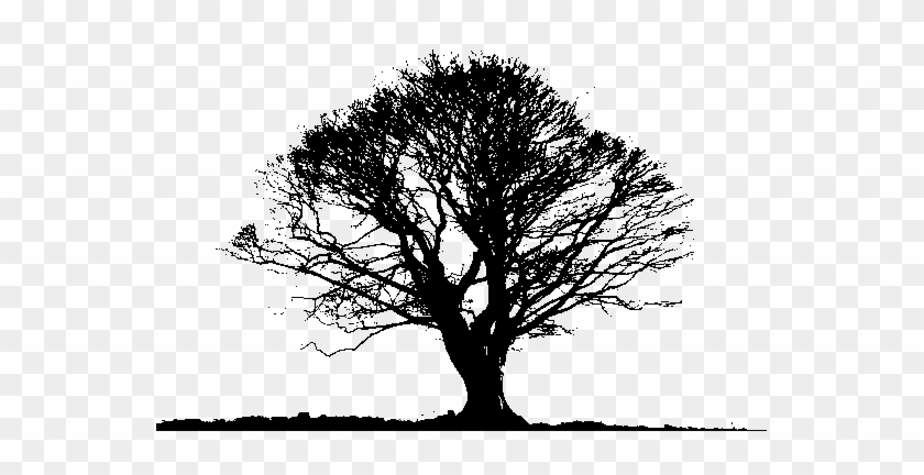 Black Tree Png Photos - Black And White Tree Png #1008294