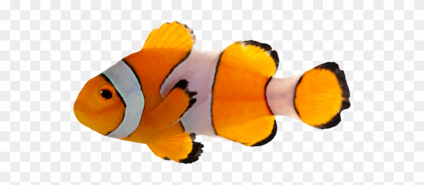 Clownfish, Amphiprion Ocellaris - Pesce Pagliaccio #1008361