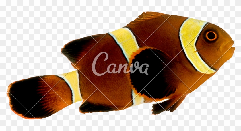 Gold Stripe Maroon Clownfish - Use Canva Like A Pro #1008362