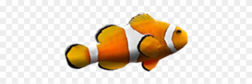 You Found The Clownfish - Clown Fish White Background #1008366