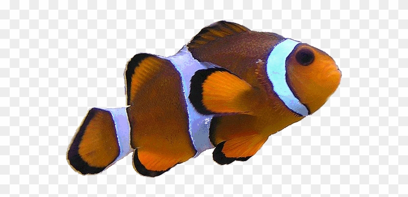 Clownfish Clipart Realistic - Clown Fish #1008368