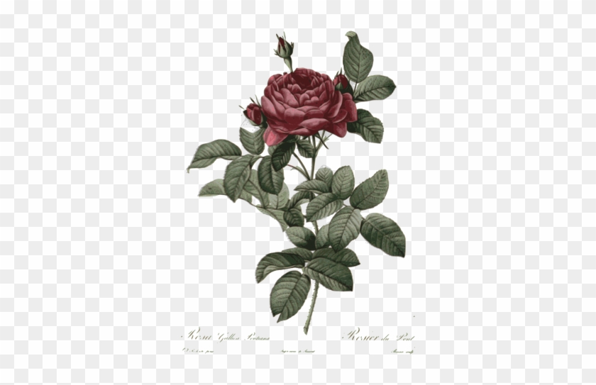 Retro Rose Illustration - Rose Flower Botanical Drawing #1008756