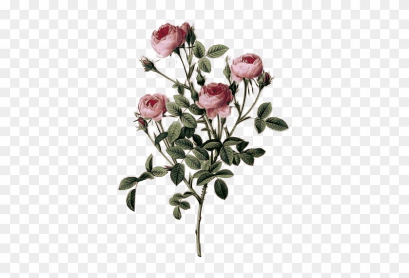 Pale Pink Rose Buds - ルドゥーテ の 薔薇 #1008760