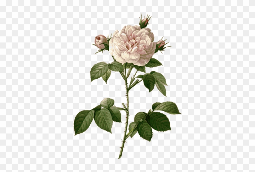 Wilde Rote Rose Mit Dornen - Botanical Photos White Flowers #1008761
