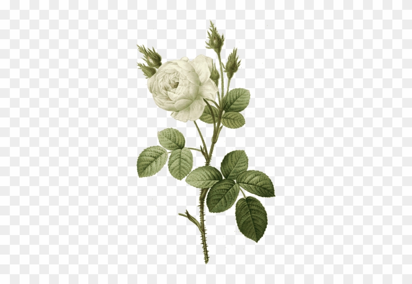 White Rose With Thorns - Print Rosa Muscosa Alba 1956 Roses Flowers White Green #1008766