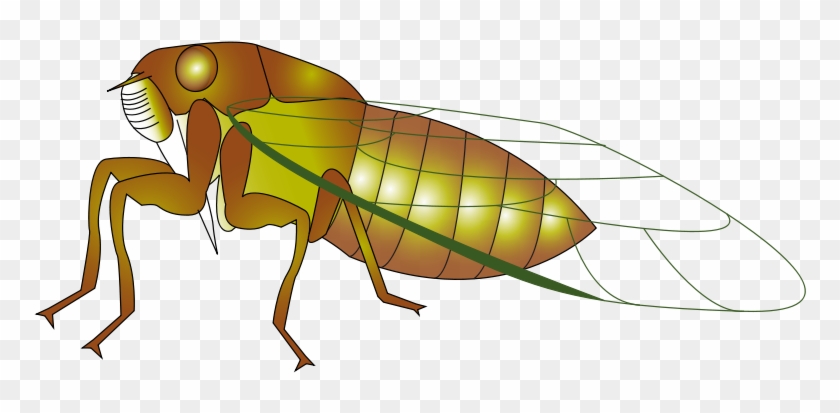 Clip Arts Related To - Insect #1008819