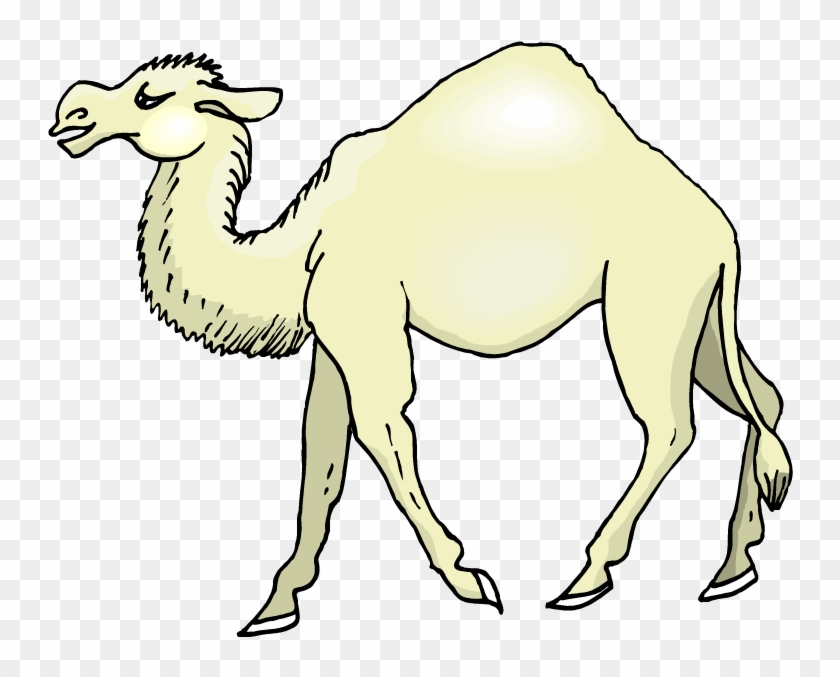 Camel 1 Camel 2 Camel 3 - Camel Cartoon #1009533