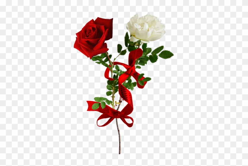 40 Png Png Pinterest White Roses Scarlet And Album - Голубое Настроение 5 .png #1009754