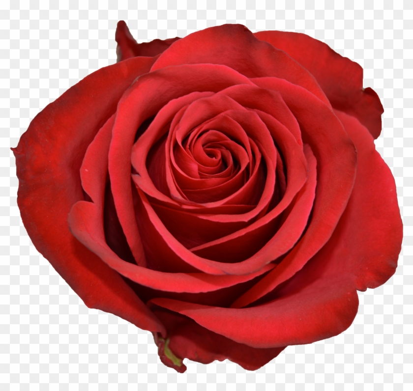 Rose Brave - Floribunda #1009884