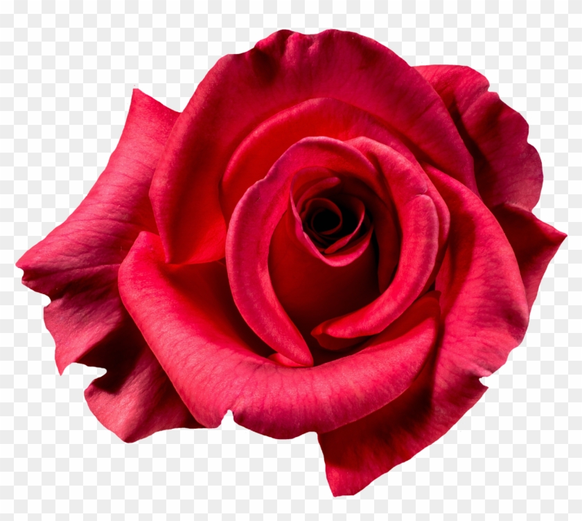 Rose Picture Flowers - Flower Top View Png #1009887