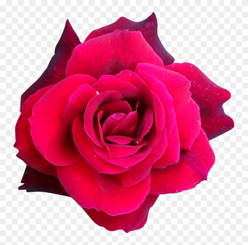 Fleur7 Rose Photogri - Hybrid Tea Rose #1009899