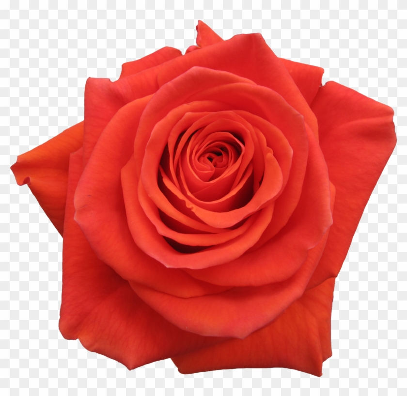 Rose Cayenne - Garden Roses #1009909