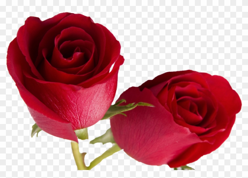 Double Rose Cutout By Gautamdas1992 - Double Rose #1009925