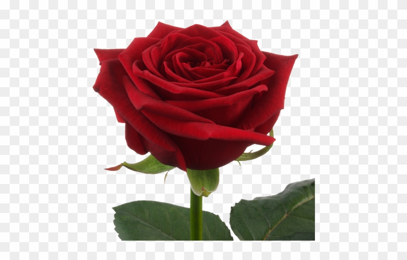 "spray Roses" - Роза Ред Наоми #1009927