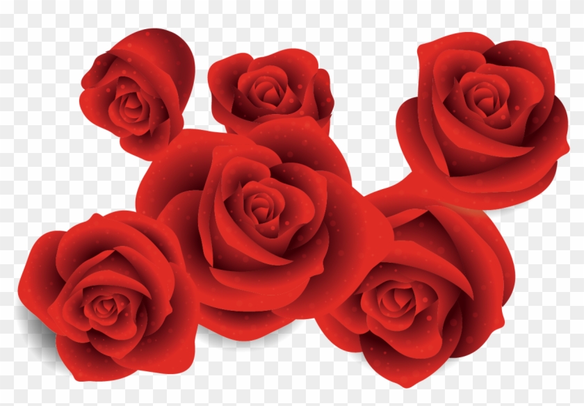Garden Roses Beach Rose Euclidean Vector - Rose #1009931