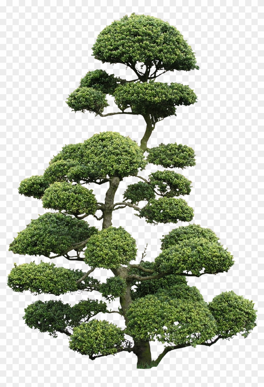 High Quality Cloud Tree Png Textures - Bonsai Ilex Png #1009940