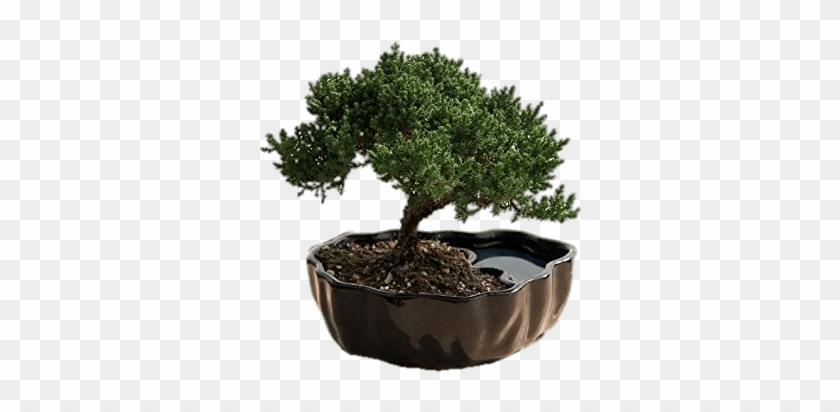 Juniper Bonsai Png - Best Plant For Office Desk #1009947