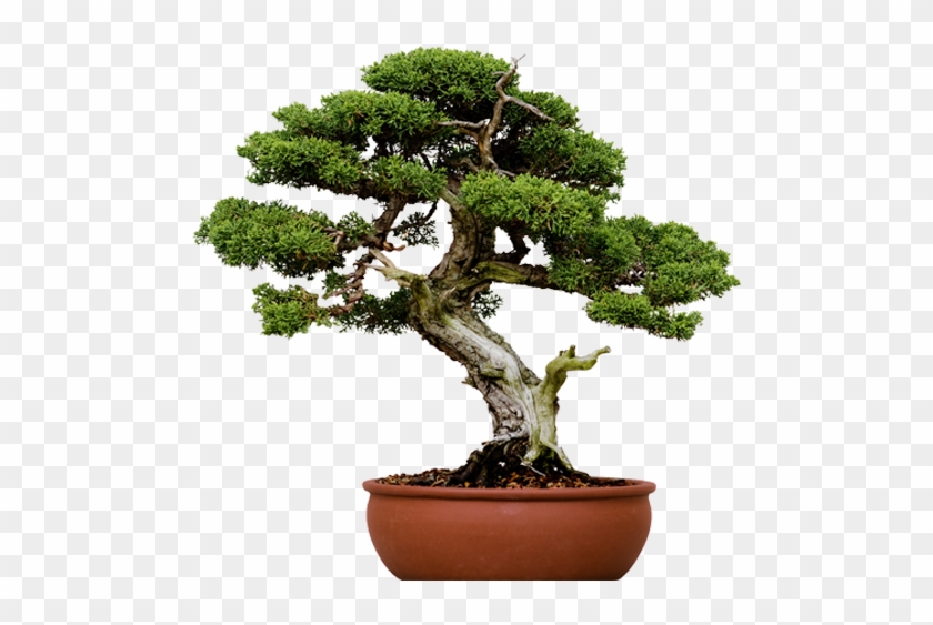 Jonathan Stellmach - Small Tree Pot Bonsai #1009948