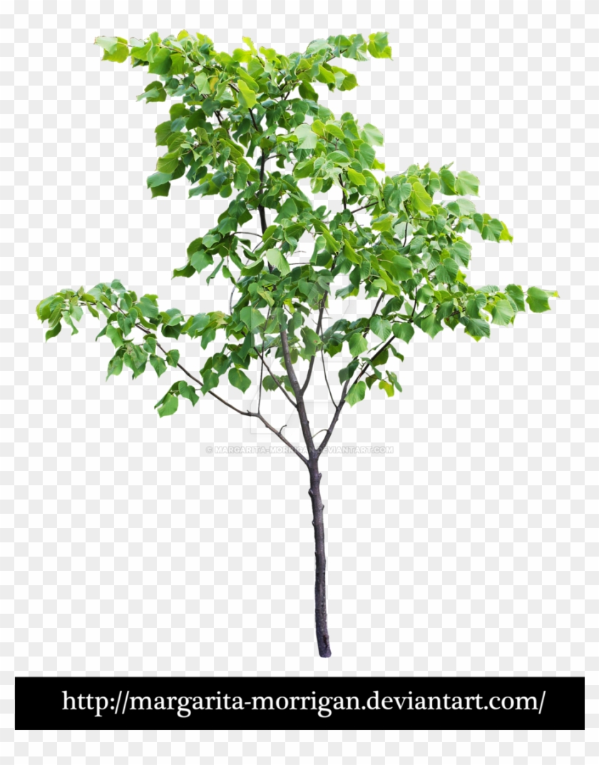 Small Tree By Margarita Morrigan Small Tree By Margarita - Small Trees Photoshop Png #1009951