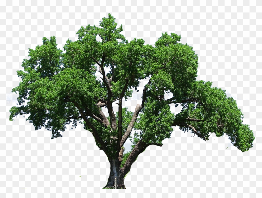 Elm Tree Clipart - Oak Tree Png #1009954