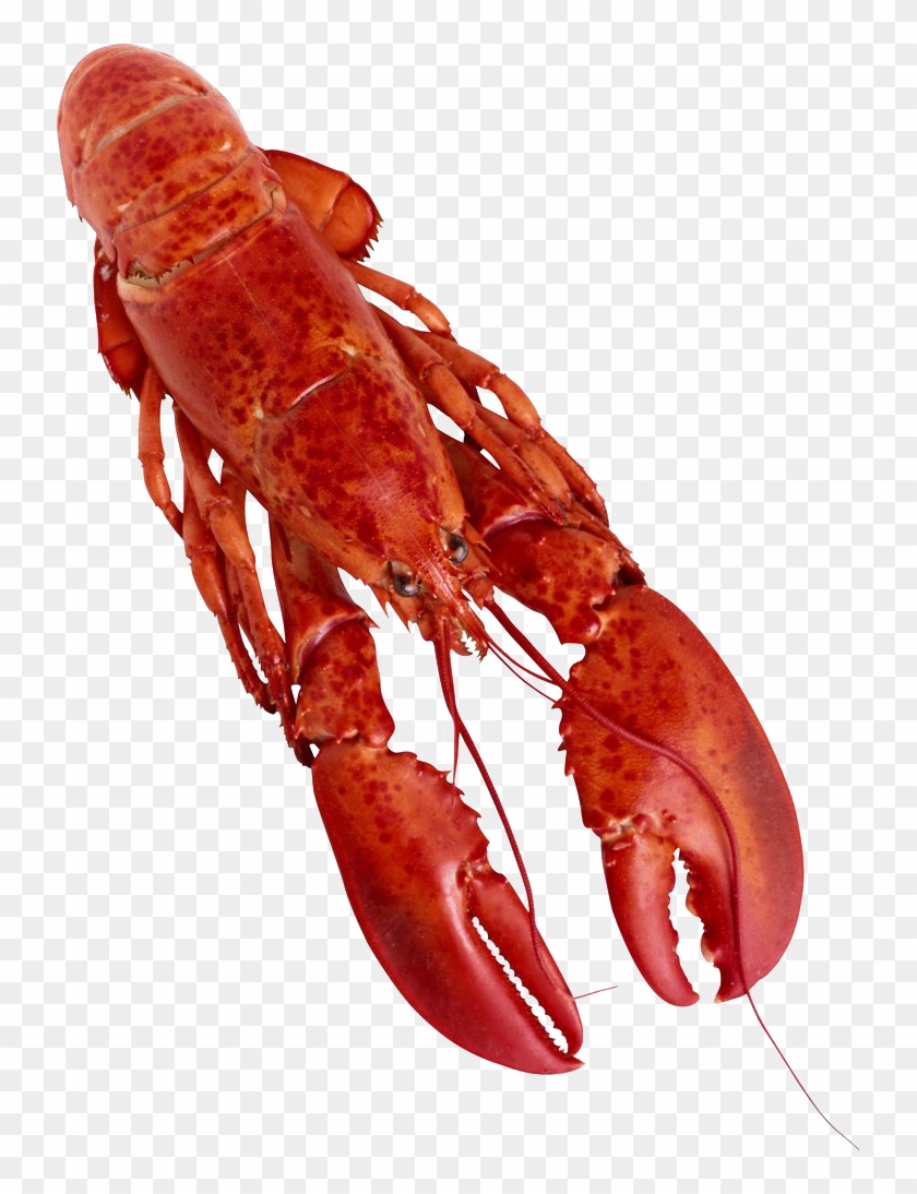 Lobster Png Clipart - Food #1010006